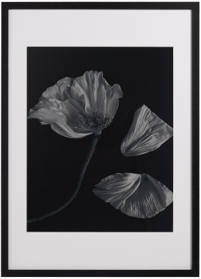 Flora 2 Photo Art, black paper/wood