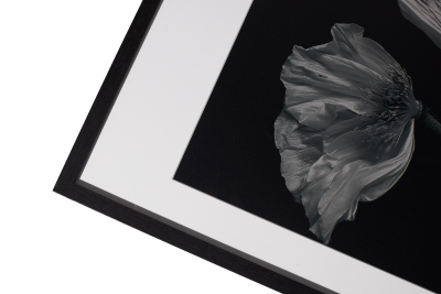 Flora 2 Photo Art, black paper/wood