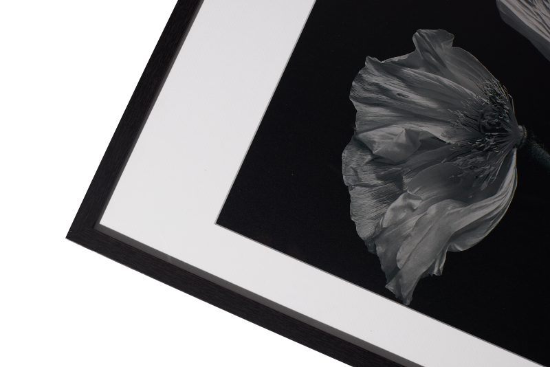 Flora 2 Photo Art, black paper/wood